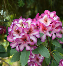 Großblumige rhododendron hans gebraucht kaufen  Bad Zwischenahn