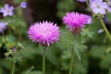 Centaurea john coutts for sale  WALLINGFORD