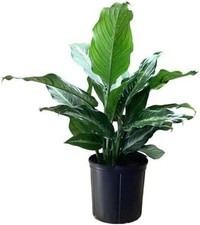 Dieffenbachia cougar dumb for sale  USA