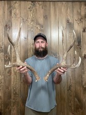 naturally shed antlers for sale naturally shed antlers for sale Port Matilda
