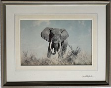 Elephant signed print for sale  LONDON