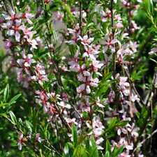 Prunus tenella firehill for sale  SOUTHAMPTON