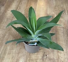 Agave attenuata foxtail for sale  SHEFFIELD