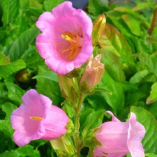 Campanula medium rose for sale  UK