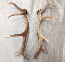Real elk antlers for sale  USA
