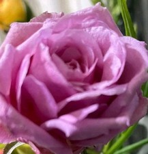 Rose purple pink for sale  COVENTRY