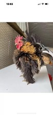 Mini frizzle serama for sale  DROITWICH