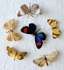 Day flying moth for sale Day flying moth for sale  SLEAFORD