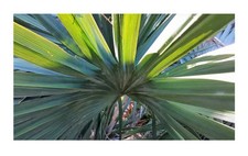 10x sabal minor gebraucht kaufen  Pfullingen