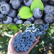 Blueberry bush titanium for sale  GLASGOW