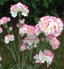 white carnations for sale white carnations for sale HOCKLEY