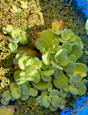 Pistia stratiotes facile usato  Saltrio