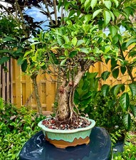 Tiger bark ficus for sale  Bonita Springs