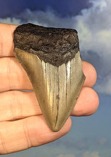 Megalodon shark fossil for sale  ROCHDALE