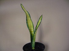 Sansevieria trifasciata foresc for sale  Valley Center