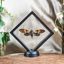 Q61x entomology taxidermy for sale  Harrison