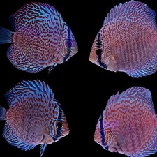 Panthera snakeskin discus for sale  Spring Hill