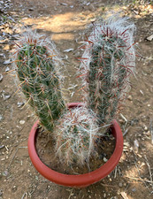 Oreocereus celsianus cactus usato  Menfi