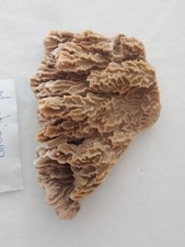 Corail dur montipora d'occasion  Paris XIV