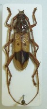 Cerambycidae: Phoracantha recurva comprar usado  Enviando para Brazil