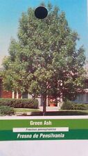 Green ash tree for sale  Ben Wheeler
