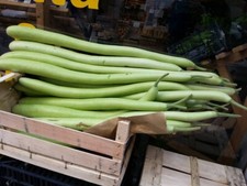 Zucca lagenaria serpente usato  San Biagio di Callalta