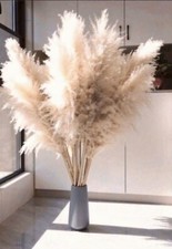 Pampasgras xxl stück gebraucht kaufen  Detmold