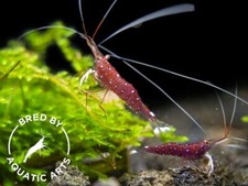 Cardinal sulawesi shrimp for sale  Indianapolis