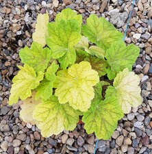 Heuchera hybrida electra d'occasion  Mont-près-Chambord