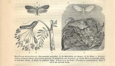 Stampa antica farfalle usato  Lecco