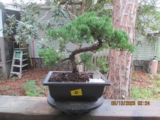 Specimen bonsai tree for sale  Gainesville