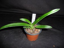 Phragmipedium fischeri sargent usato  Spedire a Italy