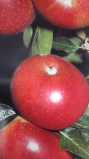 4ft discovery apple for sale  UK