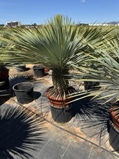 Yucca rostrata 3ft for sale  UXBRIDGE