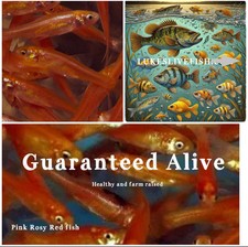 Live feeder fish for sale  Lonoke