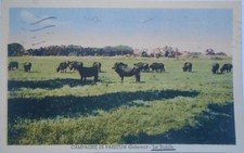 Cartolina paestum campagna usato Cartolina paestum campagna usato  Torino