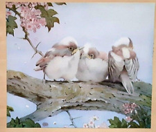 Detmold long tailed for sale  OSWESTRY