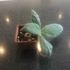 Sinningia leucotricha 3cm for sale  HOVE