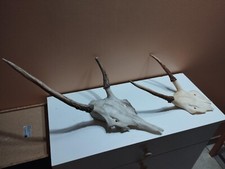 Trophee cerf daguet d'occasion  France