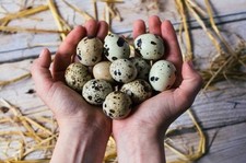 Uova quaglia jumbo usato  Asti