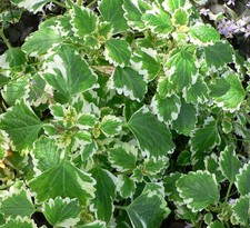 Pianta plectranthus pianta usato  Torre Canavese