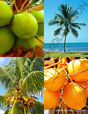 Yellow green coconut for sale  Miami