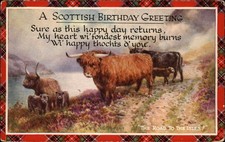 Scottish highland cattle for sale  Clearwater