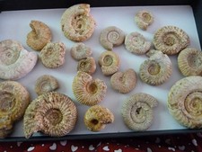 Lot ammonites toarcien d'occasion  Saint-Aubin-sur-Mer