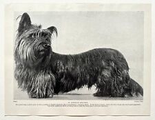 Skye terrier dog for sale  NORWICH
