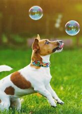  Postcard  **   Jack Russel Terrier    * Postkarte  # 111 comprar usado  Enviando para Brazil
