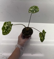 Hilo beauty alocasia for sale  Castle Rock