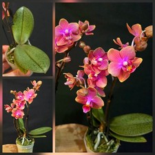 Mini phalaenopsis aromio for sale  NOTTINGHAM