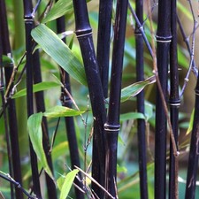 Fargesia murielae winter for sale  UK