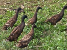 Chocolate runner duck for sale  Loretto